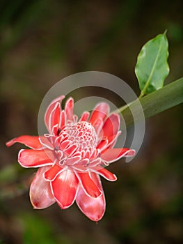 Shallow depth of field shot of a red ginger flower in the Seychelles