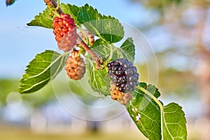 Shallow depth of field technique macro photography of wild blackberries on tree branch