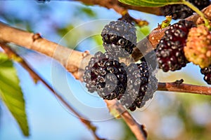 Shallow depth of field technique macro photography of wild blackberries on tree branch