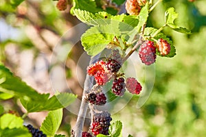 Shallow depth of field technique macro photography of wild blackberries on tree branch