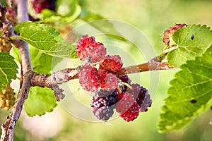 Shallow depth of field technique macro photography of wild blackberries on tree branch