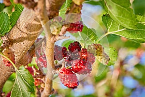 Shallow depth of field technique macro photography of wild blackberries on tree branch