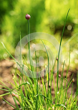 Shallow depth of field only `to be flower` in focus of young chives Allium schoenoprasum. Photo illustrating spring