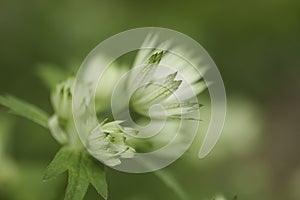 Shallow depth of green and cream flower