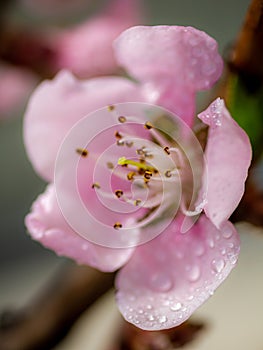 Shallow Depth Macro Closeup of a Pink Blossom