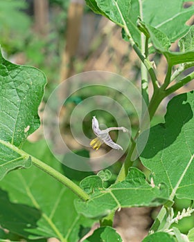 Shallow DOF blooming purple eggplant flowers at homegrown garden near Dallas, Texas, USA