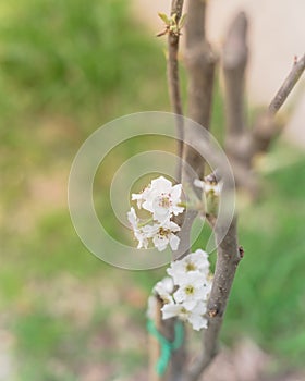 Shallow DOF blossom flower on dormant Asian pear tree with bamboo stake and green tie in Texas, USA