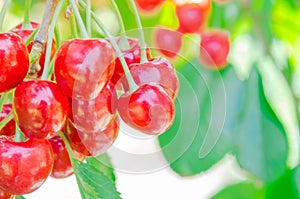 Shallow DOF focus fresh cluster of red and ripe cherries hanging branch blurry background