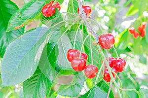 Shallow DOF focus fresh cluster of red and ripe cherries hanging branch blurry background