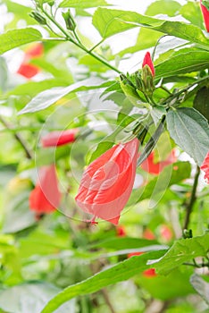 Shallow DOF red hibiscus flower and buds in Vietnamese garden fence