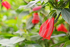 Shallow DOF red hibiscus flower and buds in Vietnamese garden fence