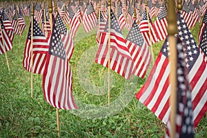 Shallow DOF selective focus many lawn American flags display on green grass on Memorial Day