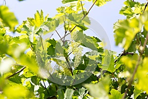 Shallow DOF vine sprout with young grape cluster