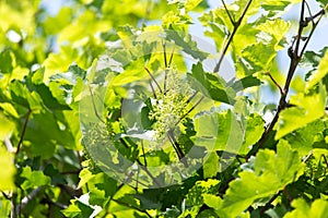 Shallow DOF vine sprout with young grape cluster