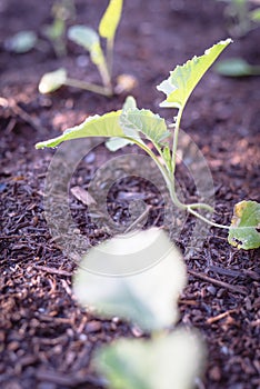 Shallow DOF young broccoli leaves with water drops growing on organic kitchen garden