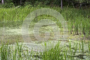 Shallow end of lake with reeds