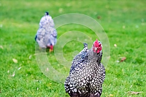 Shallow focus of an adult silver-laced wyandotte hen seen running to the camera.