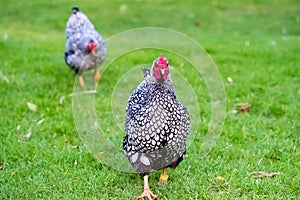 Shallow focus of an adult silver-laced wyandotte hen seen running to the camera.