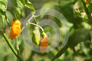 Shallow focus of an Aji Amarillo Peppers From Peru Growing in Garden photo