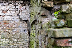 Shallow focus of an ancient stone wall showing a small plant growing.