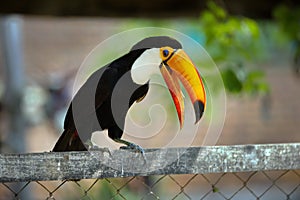 Shallow focus of aToco Toucan, Ramphastos toco bird standing on a metal fence