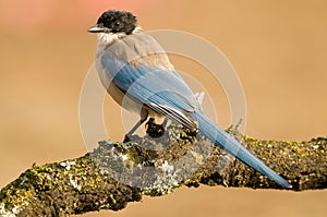 Shallow focus of azure winged magpie bird sitting on a tree branch