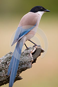 Shallow focus of azure winged magpie bird sitting on a tree branch
