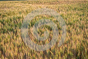 Shallow focus barley at different levels of ripeness