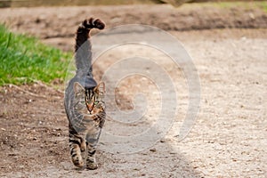 Shallow focus of the beautiful green eyes of a tabby cat showing detail of his strapped fur.