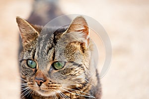 Shallow focus of the beautiful green eyes of a tabby cat showing detail of his strapped fur.