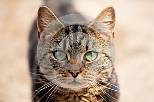 Shallow focus of the beautiful green eyes of a tabby cat showing detail of his strapped fur.