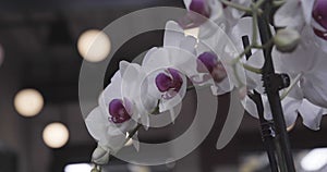 Shallow focus on beautiful Moth orchid flowers against a blurred background