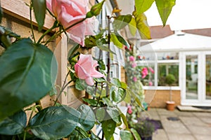 Shallow focus of a beautiful pink roses seen growing up a wall of a house exterior.