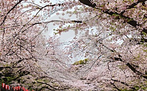 Shallow focus of beautiful sakura cherry blossom in Ueno park, spring season at Tokyo