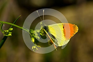 Shallow focus of a beautiful yellow and orange butterfly on the plant