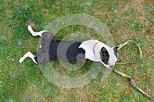 Shallow focus on a Boston Terrier dog lying flat on grass