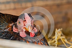 Shallow focus of a broody free range Hen seen sitting on a clutch of eggs in a makeshift hen house