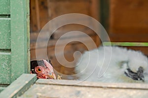 Shallow focus of a broody free range Hen seen sitting on a clutch of eggs in a makeshift hen house photo