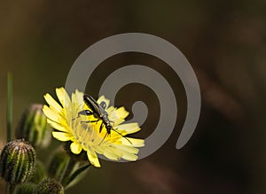 Shallow focus of a bug in a yellow Hieracium umbellatum flower