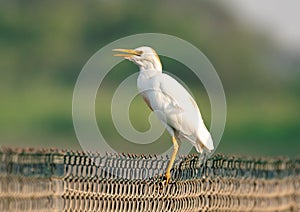 Shallow focus closeup shot of a Cattle egret bird on a metal fence