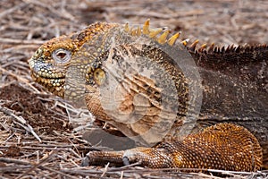 Shallow focus closeup shot of a Conolophus Iguana lying in dry twigs