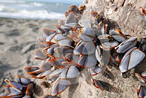 Shallow focus closeup shot of goose barnacles on a log in the beach