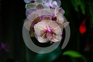 Shallow focus closeup shot of Moth Orchid flowers in a garden