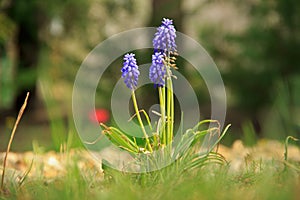 Shallow focus closeup shot of a purple Grape Hyacinth flower in a garden