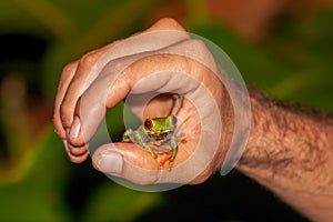 Shallow focus closeup shot of a red-eyed forest frog on a thumb of a male's hand