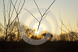 Shallow focus closeup shot of the silhouettes of tree branches during the sunset