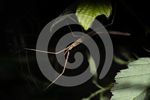 Shallow focus closeup shot of a stick insect Phasmid on a plant at night photo