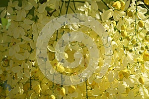 Shallow focus closeup shot of yellow Acacia plant flowers under the sunlight