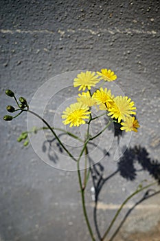 Shallow focus of a Crepis tectorum on a wall background