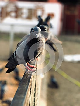 Shallow focus of Feral pigeon standing on metal fence